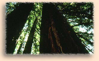 redwoods.jpg (20887 bytes)
