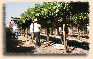 vinework.jpg (21195 bytes)