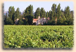 vineyard.jpg (20882 bytes)